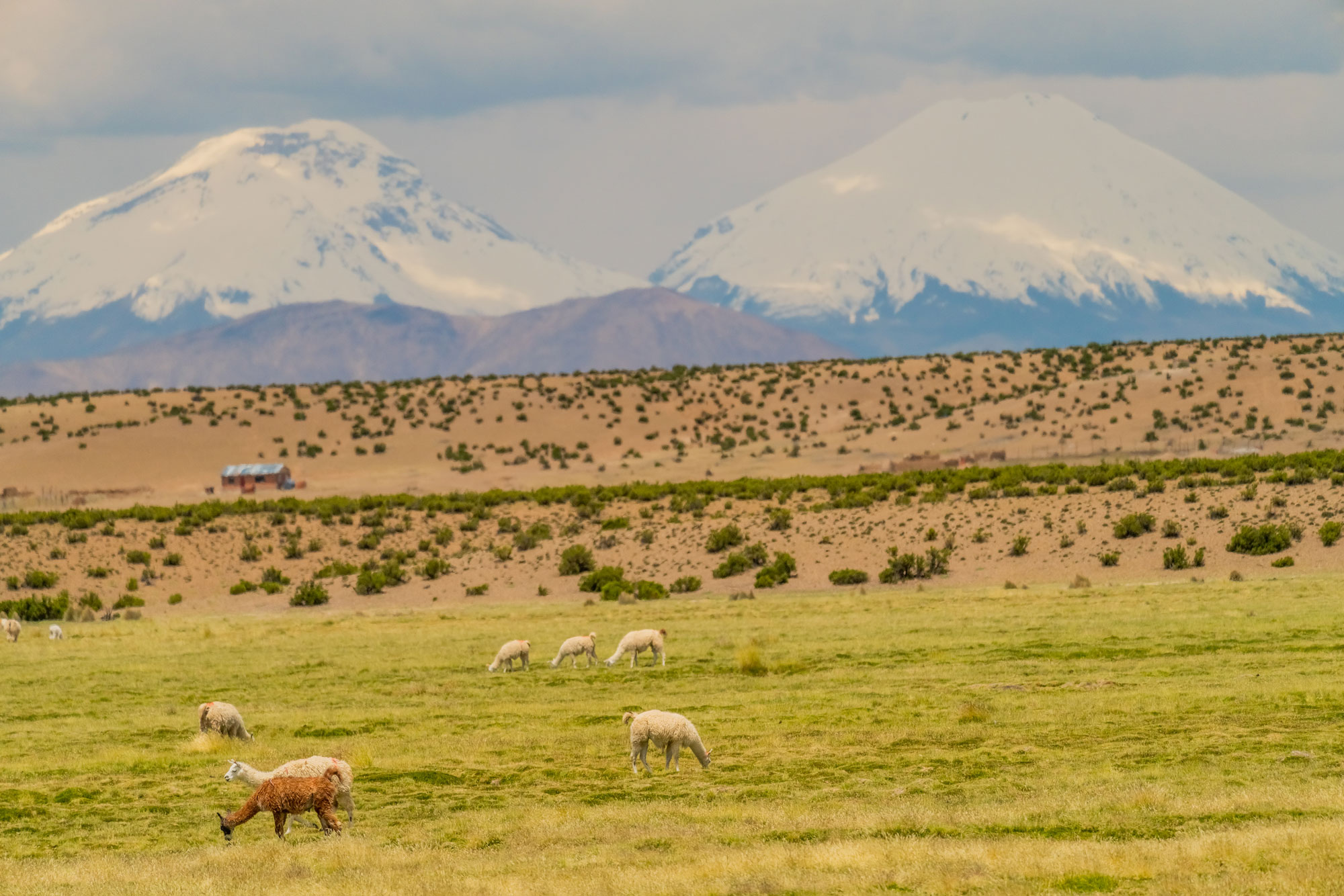 Naturaleza de Visviri